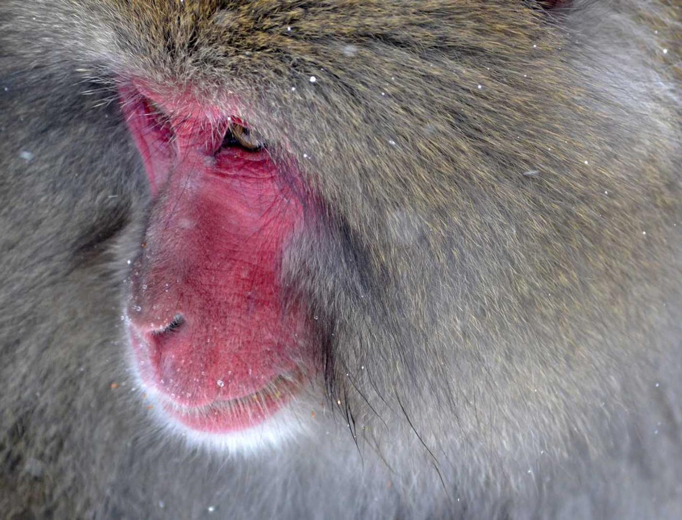 Peel百乐红茶双爆珠（细）：清远抖音平台开户