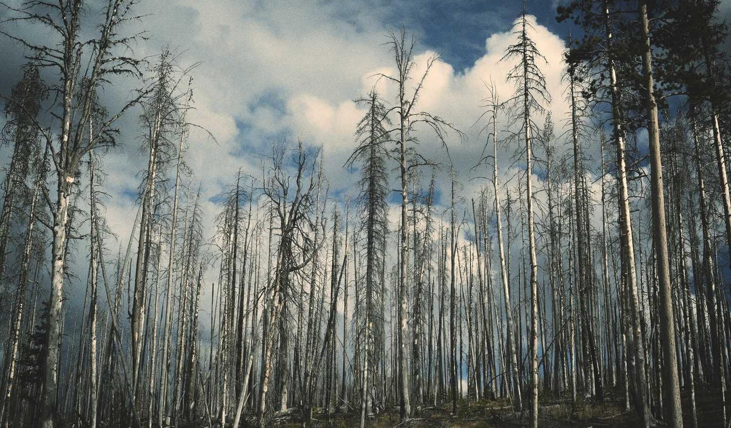 直播平台招代理套路