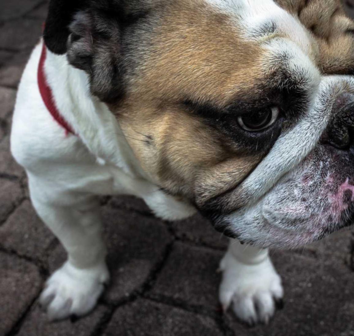 VX号交易网:详情下载教程魔法百科app