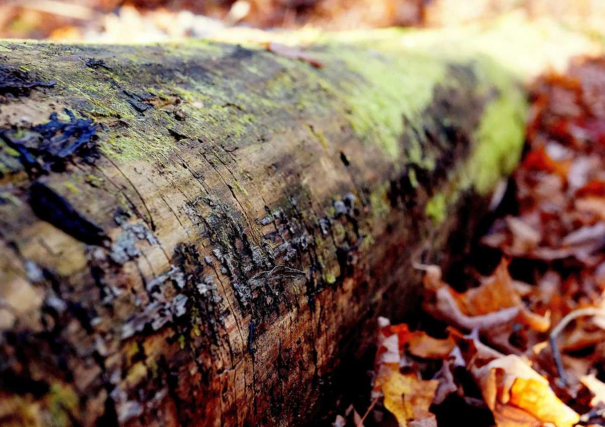 如何详情下载教程富贵鸡app