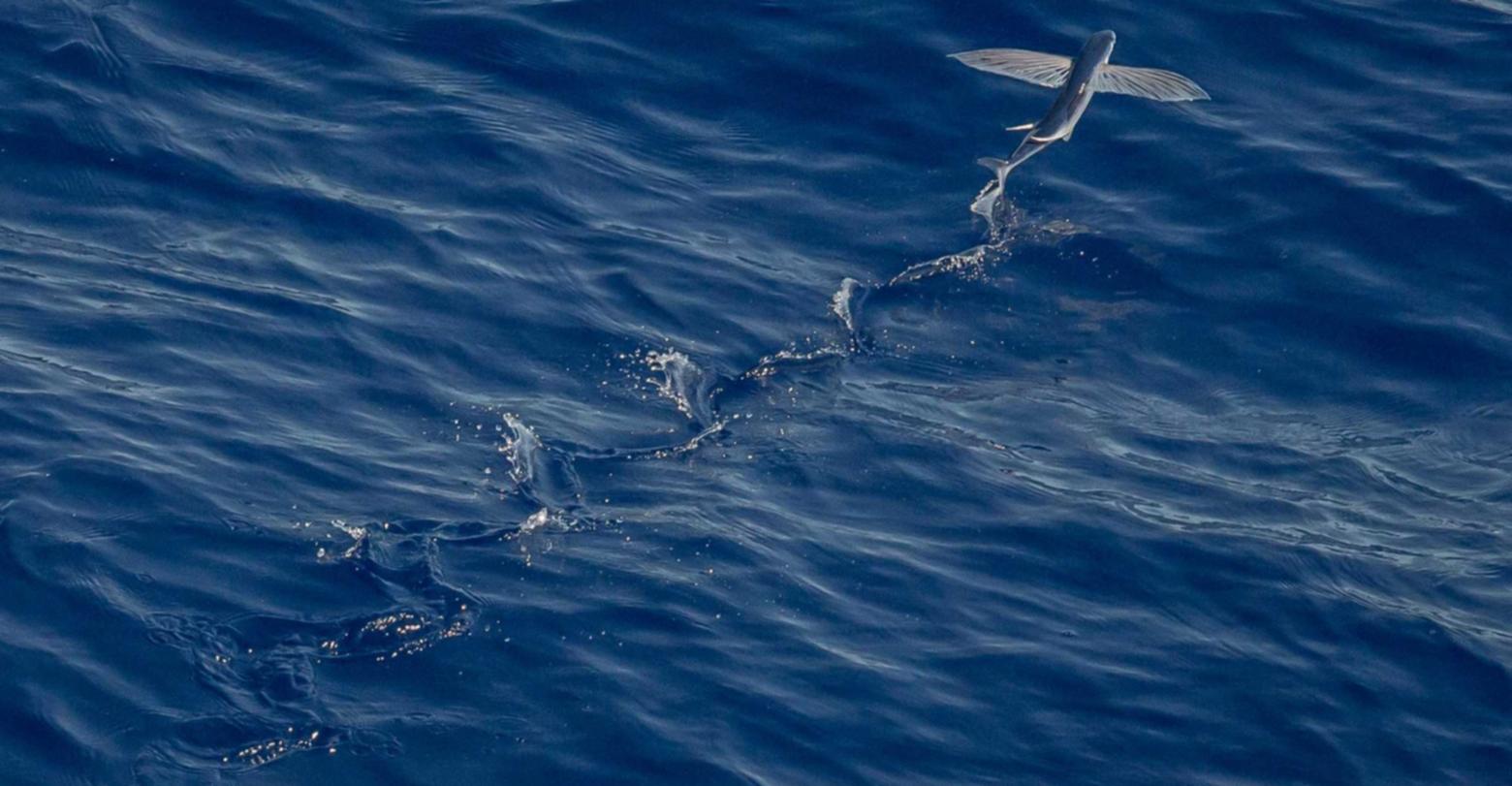 炸房器|98项目规划平台代理