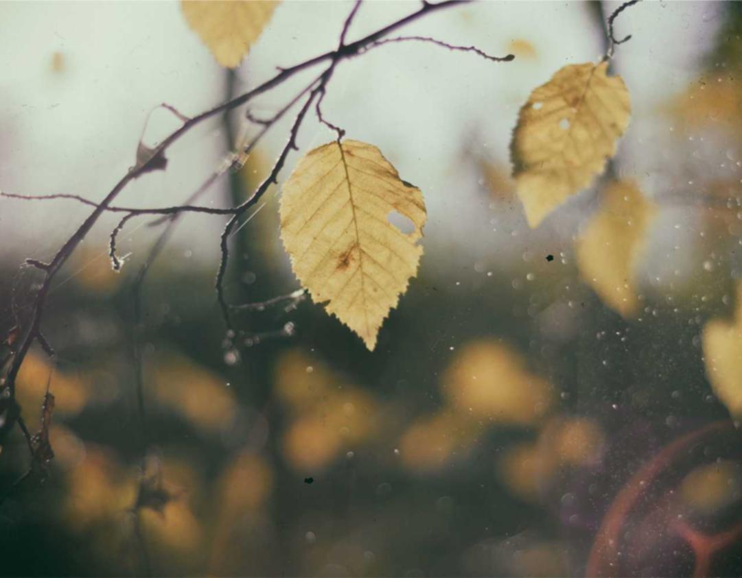 火种实名账号:燕窝购买平台