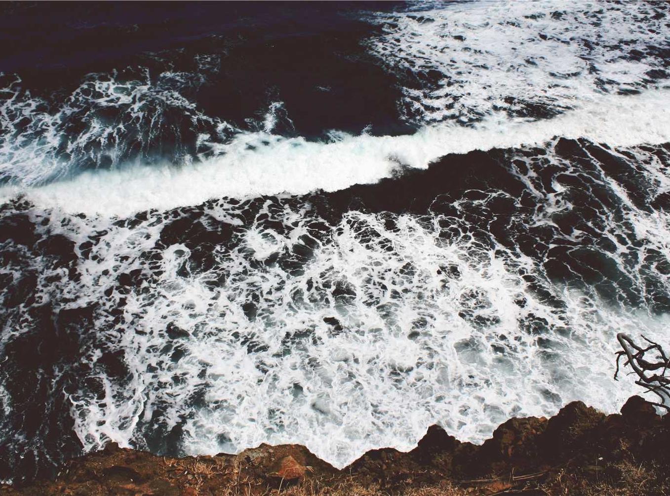 猫食鸡干购买平台