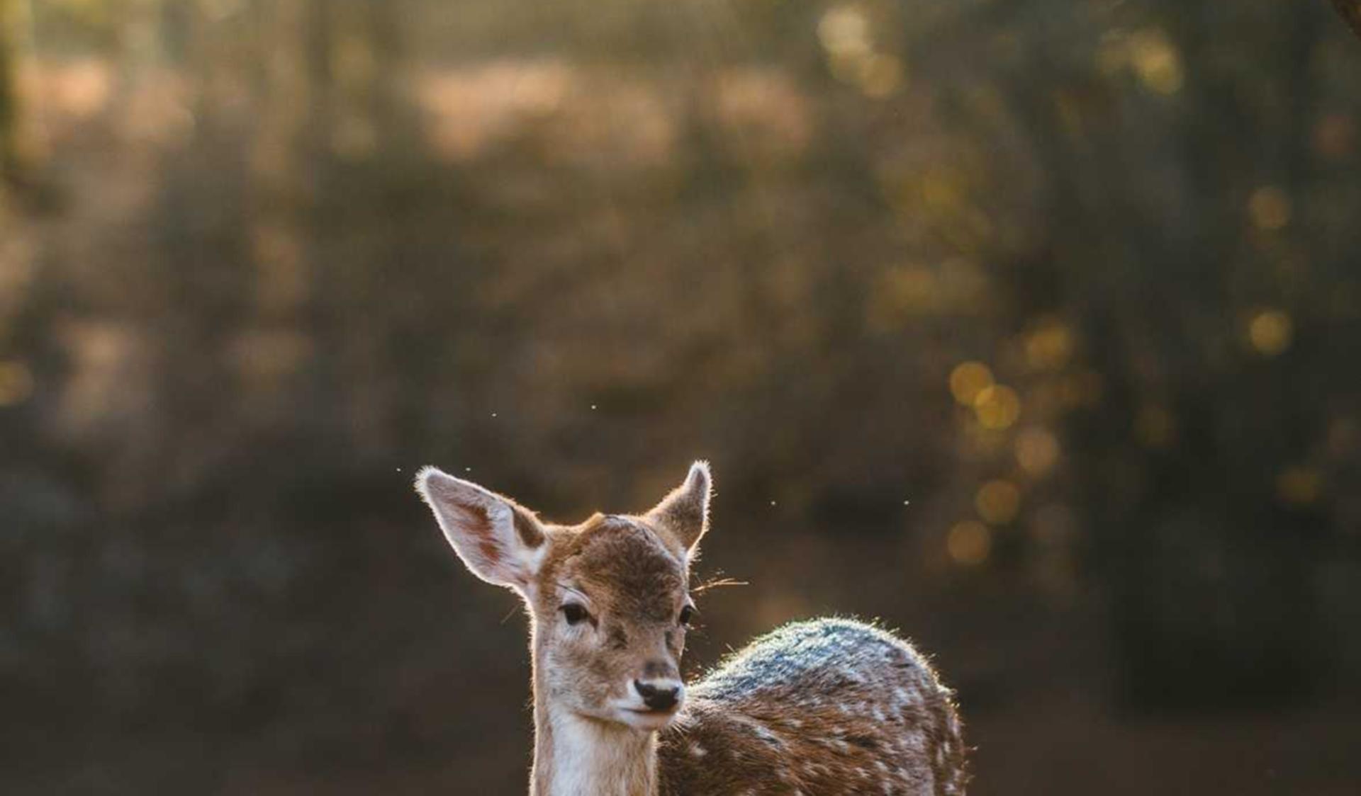 笑傲江湖Wegame版：详情下载教程福到店app