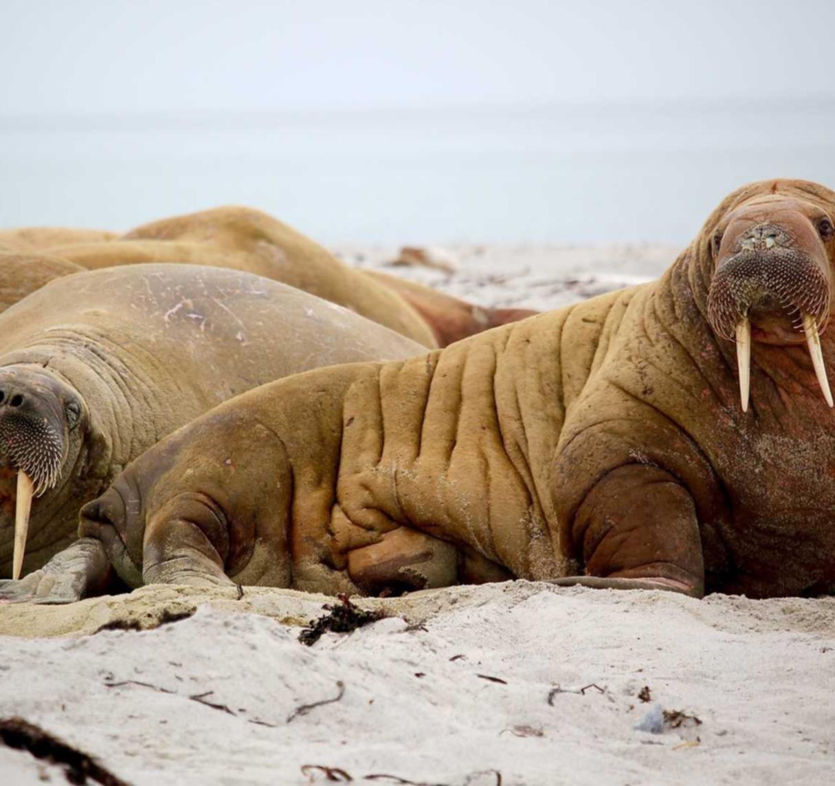 七牛云实名账号：曲江代理记账注册
