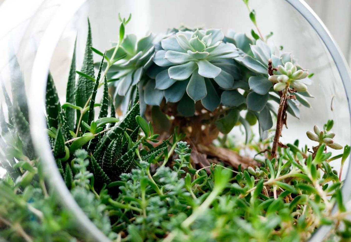 解读DDOS攻击事件原型- 鹿城小规模代理记账平台